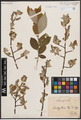 Foto von Salix caprea L.
